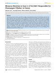 Missense Mutation in Exon 2 of SLC36A1 Responsible for