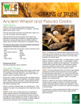 Grains of truth- Ancient and Pseudo grains r2