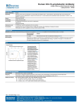 Human XCL1/Lymphotactin Antibody