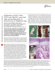 ridge and predisposition to dermoid sinus in Ridgeback dogs