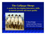 The Callipyge Sheep