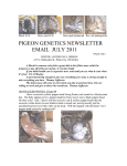 PIGEON GENETICS NEWSLETTER EMAIL JULY 2011