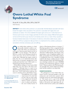 Overo Lethal White Foal Syndrome