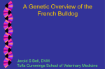 A Genetic Overview of the French Bulldog