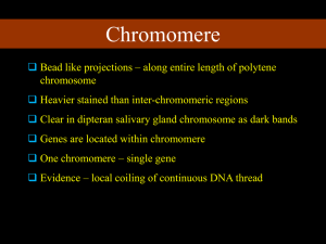 Chromomere - aqinfo.com