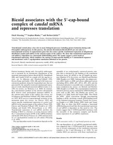 Bicoid associates with the 5 -cap-bound complex of caudal mRNA
