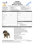 CANINE DACHSHUND Miniature Wirehair