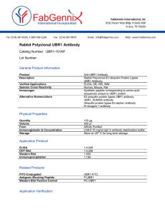 Anti-UBR1 Antibody