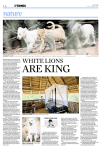 October 2014 – White lions of Timbavati