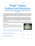 “Fowl” Colors: Peafowl Color Mutations - xy-zoo