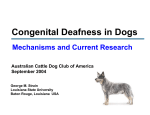 Congenital Deafness in Dogs