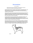Hemivertebrae - The Boston Terrier Club Of America