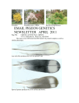 EMAIL PIGEON GENETICS NEWSLETTER APRIL 2011