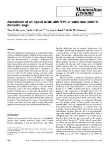 Association of an Agouti allele with fawn or sable coat color in