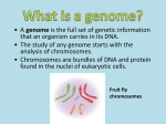 genome that an organism carries in its DNA. analysis of chromosomes.