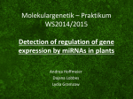 Molekulargenetik – Praktikum WS2014/2015 Detection of regulation of gene