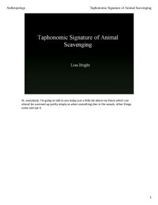 1 Anthropology Taphonomic Signature of Animal Scavenging