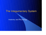 The Integumentary System ppt