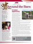 A Golden Opportunity - Andover Animal Hospital