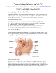 Testicular Self-Exam