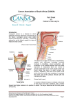 Laryngeal Cancer (Larynx)