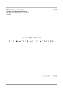 thebacterialflagellum