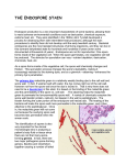 endospore stain