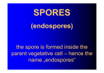 endospores endospores - LF