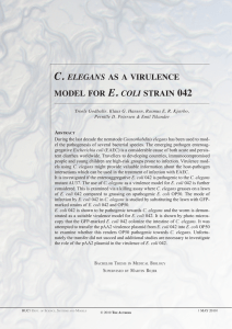 C. ELEGANS AS A VIRULENCE MODEL FOR E. COLI STRAIN 042