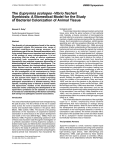 The Euprymna scolopes -Vibrio fischeri Symbiosis: A Biomedical