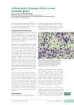 Inflammatory diseases of the canine prostate gland