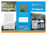 our Wild Oregano brochure here.
