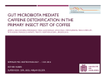 gut microbiota mediate caffeine detoxification in the primary insect