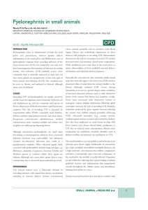 Pyelonephritis in small animals