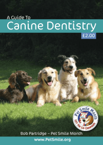 Guide To Canine Denistry