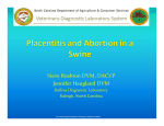 Placentitis and Abortion in a Swine