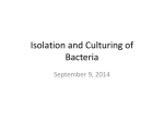 Isolation and Culturing of Bacteria September 9, 2014
