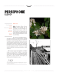 persephone - Intelligentsia Coffee