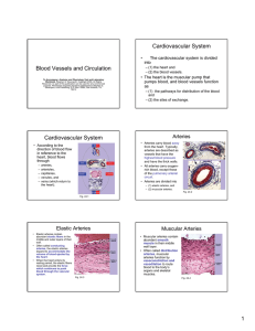 PowerPoint Notes for Blood Vessels