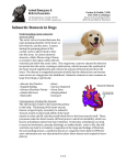 Subaortic Stenosis in Dogs