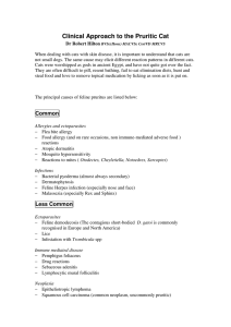 Clinical Approach to the Pruritic Cat