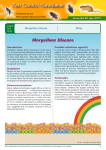 Morgellons Disease Mites