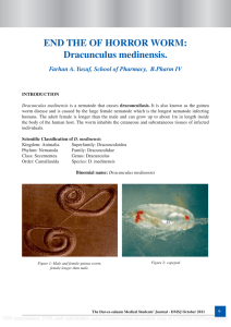 END THE OF HORROR WORM: Dracunculus medinensis.