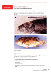 Grouper iridoviral disease - Department of Agriculture