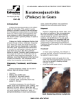 Keratoconjunctivitis (Pinkeye) in Goats UNP-88 Introduction