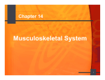 Musculoskeletal System