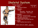 Skeletal System