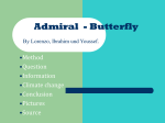 Admiral - Schmetterling
