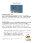 View the Bumphead Parrotfish fact sheet