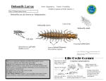 Dobsonfly